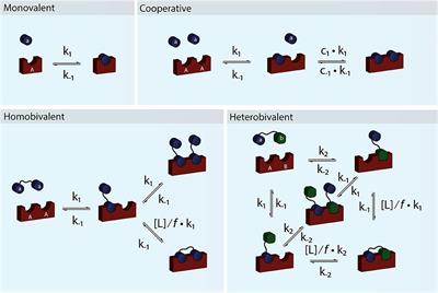 Binding Revisited—Avidity in Cellular Function and Signaling